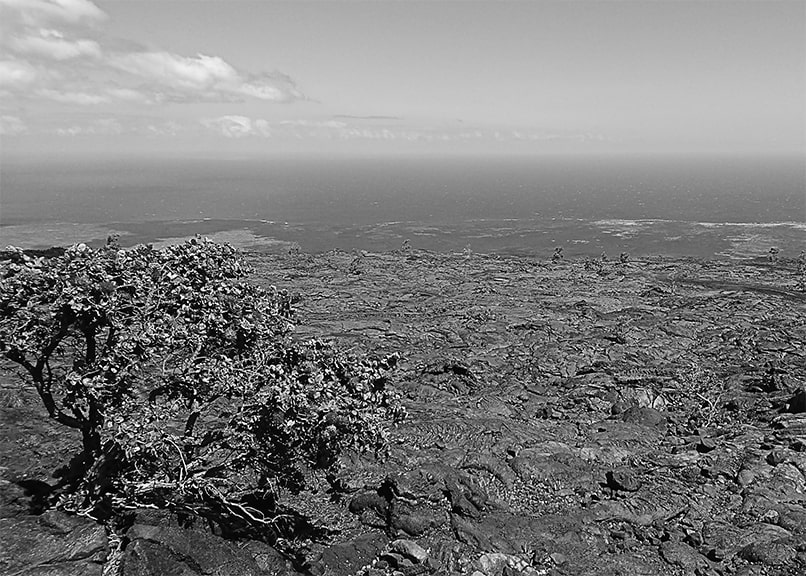 ハワイの溶岩とレグアの花の写真